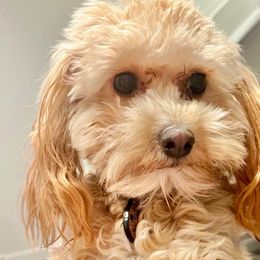 Leia - Maltipoo