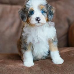 Flare - Merle male Bernedoodle puppy in Dundee, Ohio from Down Home Doodle