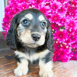 Violet - Black and cream female Dachshund puppy in Sylvania, Alabama from Yancey’s Doxies