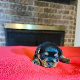 Mr. Blue - Black and gold male Yorkshire Terrier puppy in Woodway, Texas from The Yorkie Empire