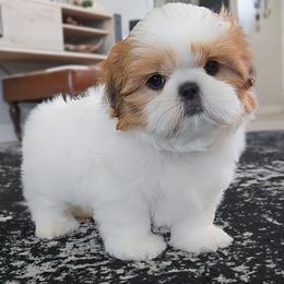 THEO - Red and white male Shih Tzu puppy in Las Vegas, Nevada from Beirin Breige Shih Tzus