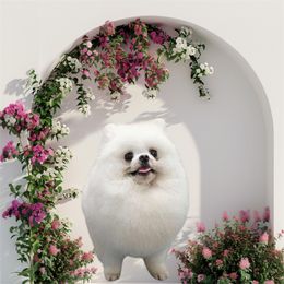 Waikiki - White male Pomeranian puppy in Temecula, California from Biewer Puppies USA