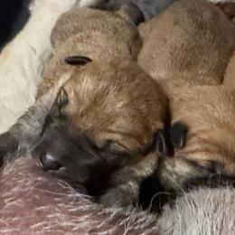Not available: Atlanta - Red male Shiba Inu puppy in Zionsville, Indiana from Hana Shibas