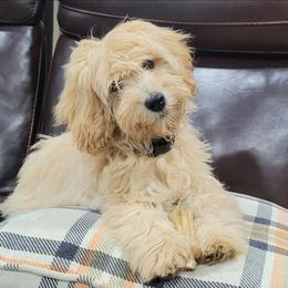 Harley - Goldendoodle