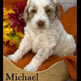 Michael - Caramel cream male Australian Labradoodle puppy in Gladstone, Oregon from Beaver State Labradoodles