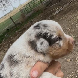 Taffee - Red merle female Miniature American Shepherd puppy in Bayard, Nebraska from Puppies by Alies