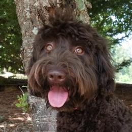 Olive - Australian Labradoodle