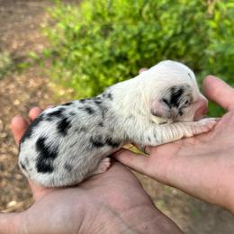 Frappe - Brindle merle and white female American Corgi puppy in Bayard, Nebraska from Puppies by Alies