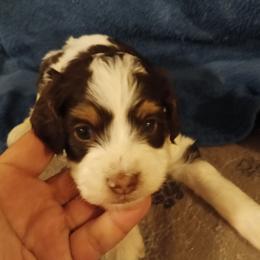 Milo - Tri-color male Cavapoo puppy in East Providence, Rhode Island from Marta's Cavaliers