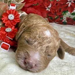 Autumn - Apricot female Poodle puppy in Lakeland, Florida from Gulfside Poodles