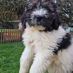 Phantom boy - Brown and white male Saint Berdoodle puppy in Castle Rock, Washington from PNW Saint Berdoodles