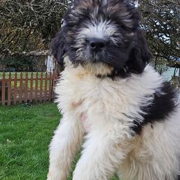 Phantom boy - Brown and white male Saint Berdoodle puppy in Castle Rock, Washington from PNW Saint Berdoodles