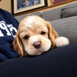 Frank - Buff male Cocker Spaniel puppy in Marshfield, Wisconsin from Gingerale Cockers and Cockapoos
