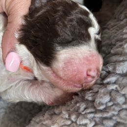 Orange Collar Girl - Brown and white female Spanish Water Dog puppy in Clementon, New Jersey from PitterPatterPuppiesNJ