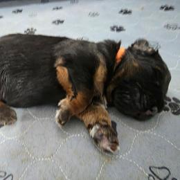 Orange Boy - Black and red male German Shepherd puppy in Lewistown, Missouri from Ewig Krieger Kennels