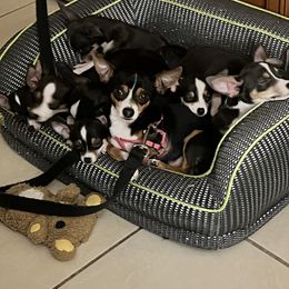 Chihuahua Puppies from Chihuahua Mama