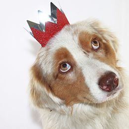 Aussiedoodles, Miniature Australian Shepherds, and Poodles from JJ West Coast Pups