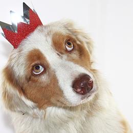 Aussiedoodles, Miniature Australian Shepherds, and Poodles from JJ West Coast Pups