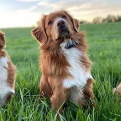 Nova Scotia Duck Tolling Retrievers from Redmoon