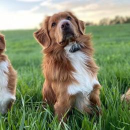 Nova Scotia Duck Tolling Retrievers from Redmoon
