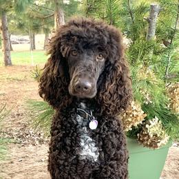 Gretchen - Poodle