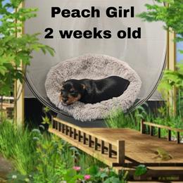 Shelby's peach girl - Black and tan female Yorkshire Terrier puppy in Inverness, Florida from Luvayorkie&more
