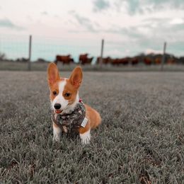 American Corgi, Pembroke Welsh Corgi, and Yorkshire Terrier Puppies from Ingram's Corgis & Yorkies