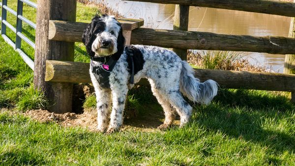 Find Assorted Doodle Crosses puppies for sale near Simi Valley, CA