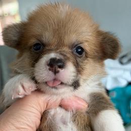 Irving Algiz Gebo - Fawn male Pembroke Welsh Corgi puppy in Hallandalle, Florida from Algiz Gebo