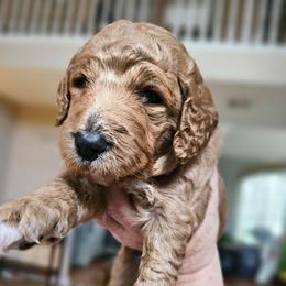 TWIX - Apricot male Goldendoodle puppy in Harris County, Texas from Cute & Curly Doodles