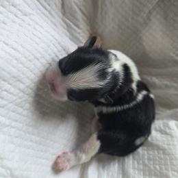 Boy 3 - male Japanese Chin puppy in Mint Hill, North Carolina from Chincredible Puppies