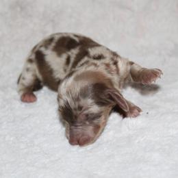 Girl 1 - Dapple female Dachshund puppy in Paris, Texas from Kuttin’ Up Mini Aussies