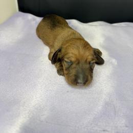 Button - Red female Dachshund puppy in Palm Bay, Florida from Anastasia’s Royal Weenies