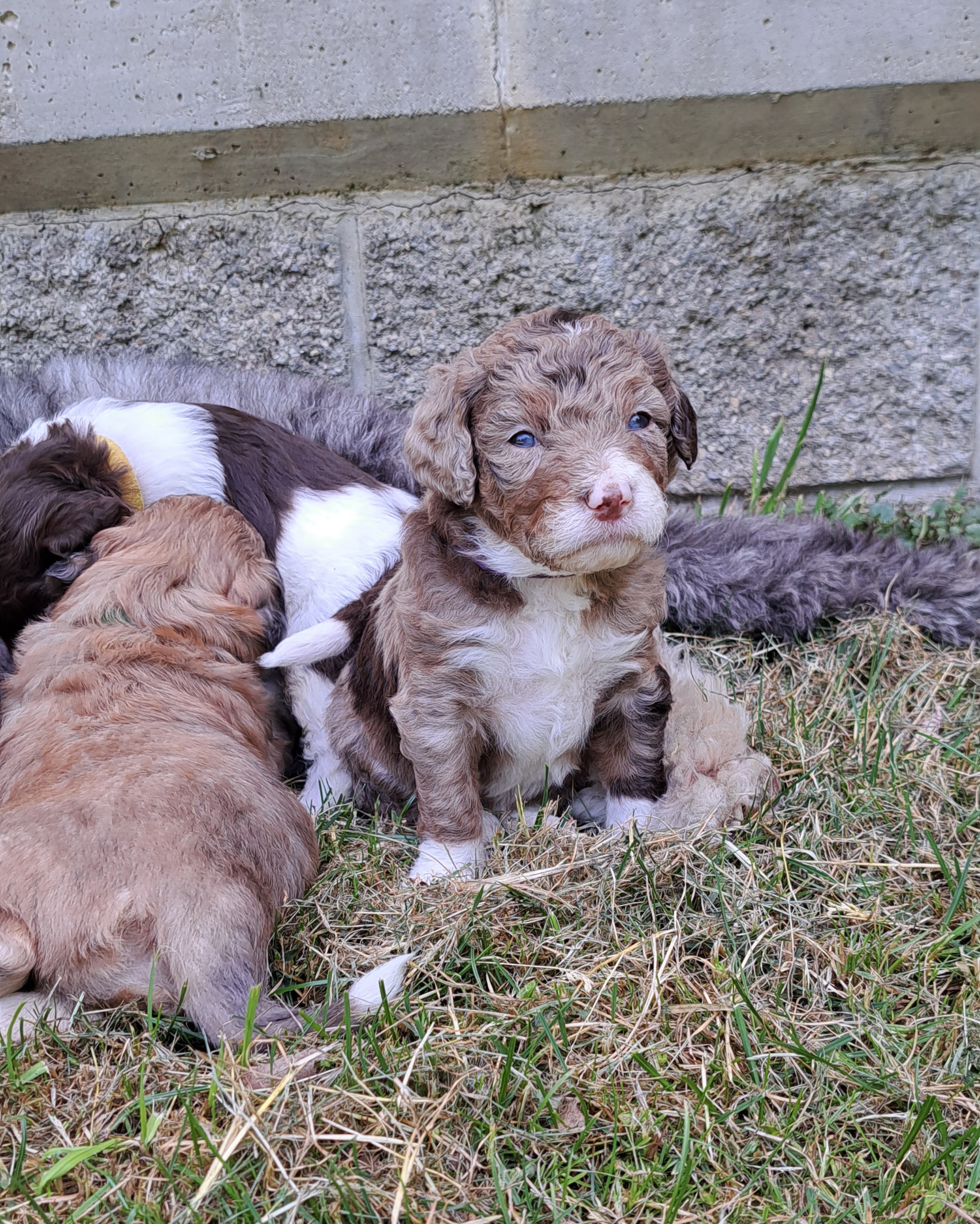Aussiedoodle Puppies from Doodle Paws Pups