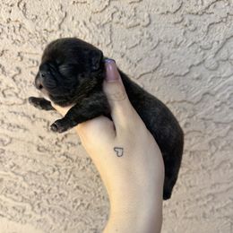 Girl 1 - French Bulldog puppy in Arizona from Prickly Pear Kennels