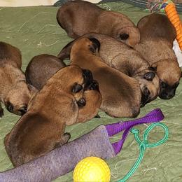 Belgian Malinois Puppies from Exogenic Arma Contra Malum K-9