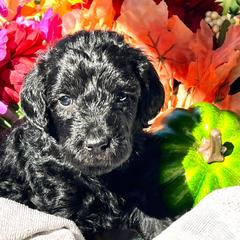 Girl 6 - Double Doodle puppy in El Cajon, California from Calibear Doodles