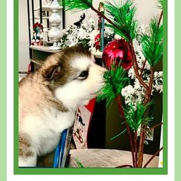 Alaskan Malamute Puppies from Windchaser Kennels