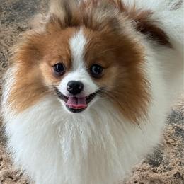 Rita - Pomeranian