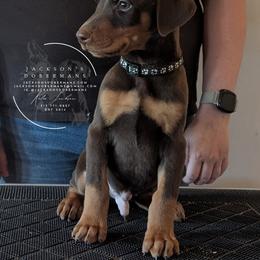 Black Collar Male Amethyst and Sage - Red and rust male Doberman Pinscher puppy in Spencer, Indiana from Jackson's Dobermans