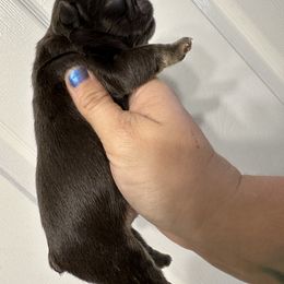 Boy 1 - Tricolors male French Bulldog puppy in Loganville, Georgia from Diamond In The Ruff