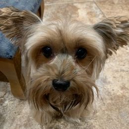 Yorkshire Terriers from Penn's Pups