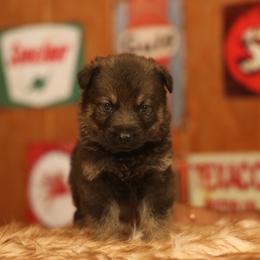Valentino - Sable male German Shepherd puppy in Philippi, West Virginia from Vom Haus Highlands