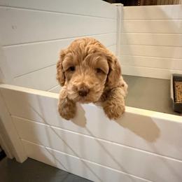 Petey - Apricot male Goldendoodle puppy in Anthem/Phoenix, Arizona from Ironwood Doodles