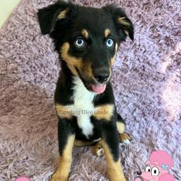 Coco - Black tri female Miniature American Shepherd puppy in Millington, Tennessee from Goading Glee Glade