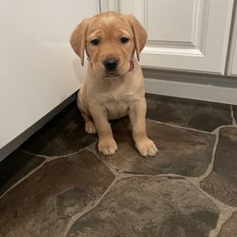 Labrador Retriever Puppies from Bayside Labradors