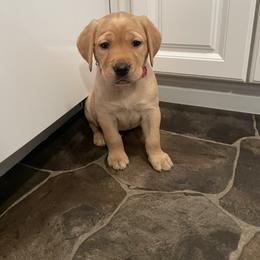 Labrador Retriever Puppies from Bayside Labradors