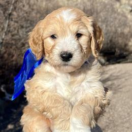 Blue Male - Apricot male Goldendoodle puppy in Great Falls, Montana from Montana Goldendoodles