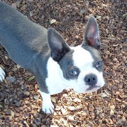 Holly - Boston Terrier