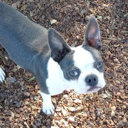 Holly - Boston Terrier